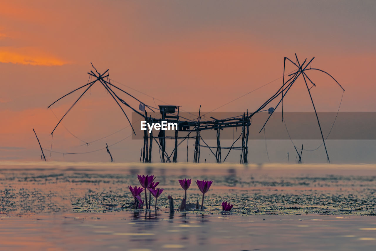 View of flowering plants against sea during sunset