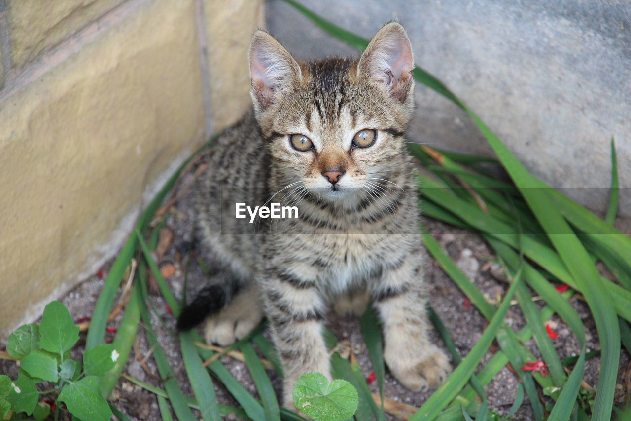 CLOSE-UP PORTRAIT OF CAT SITTING ON PLANT