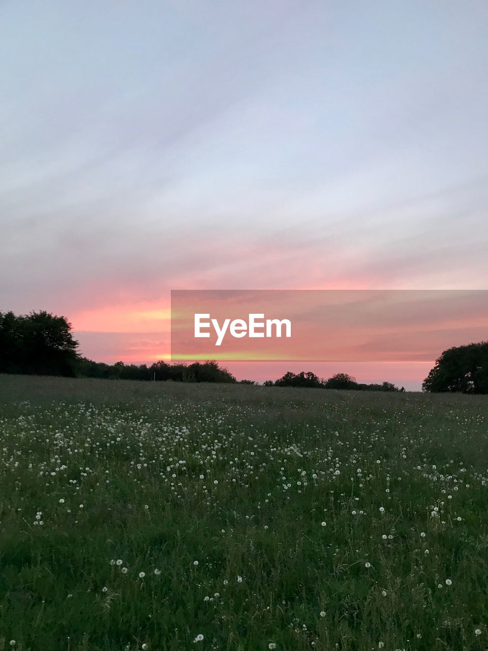 SCENIC VIEW OF AGRICULTURAL FIELD AGAINST SKY AT SUNSET