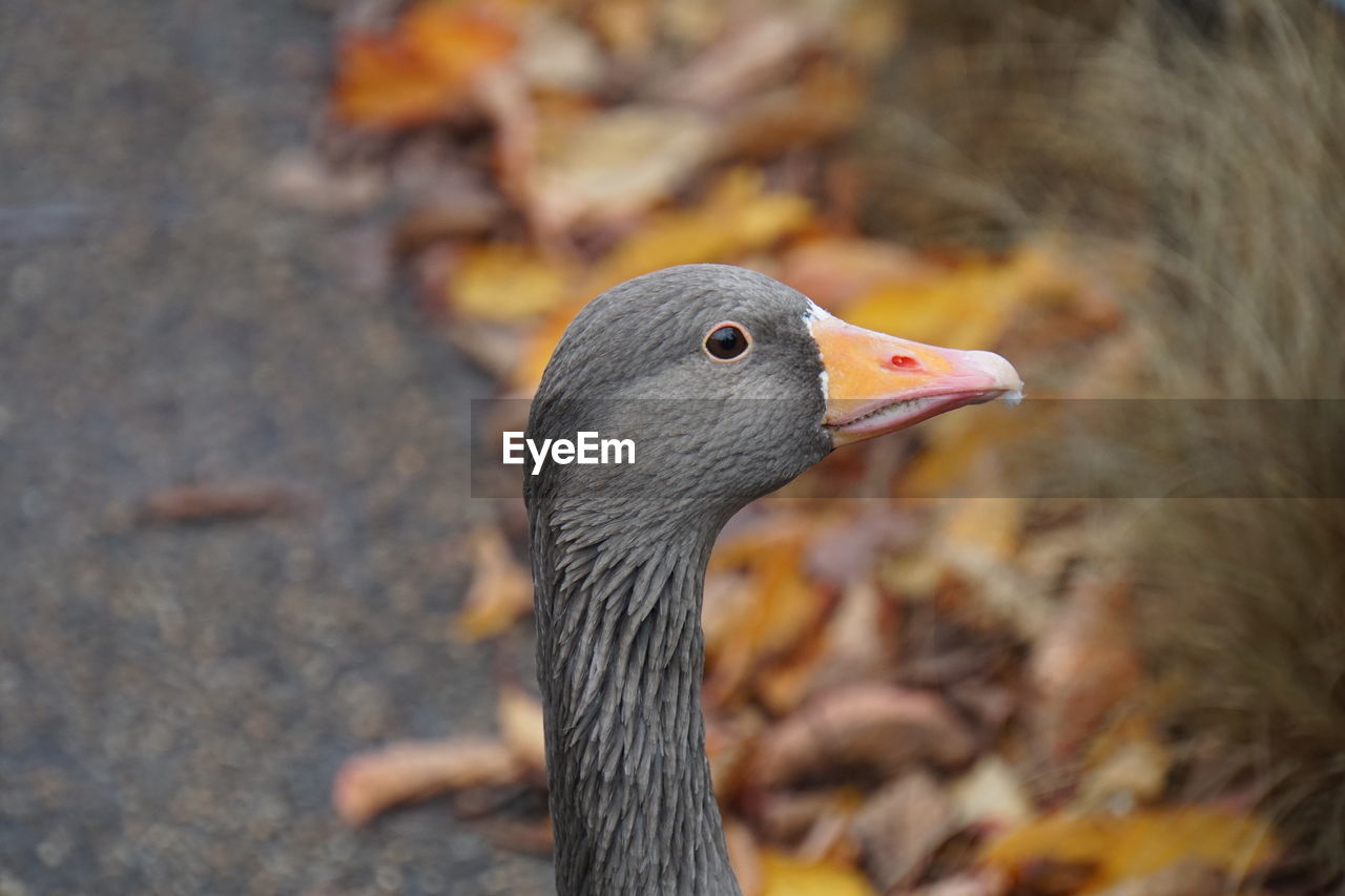 Close-up of a bird