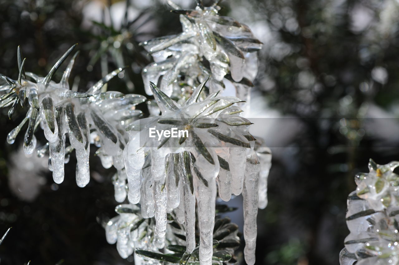 CLOSE-UP OF FROZEN TREE DURING WINTER