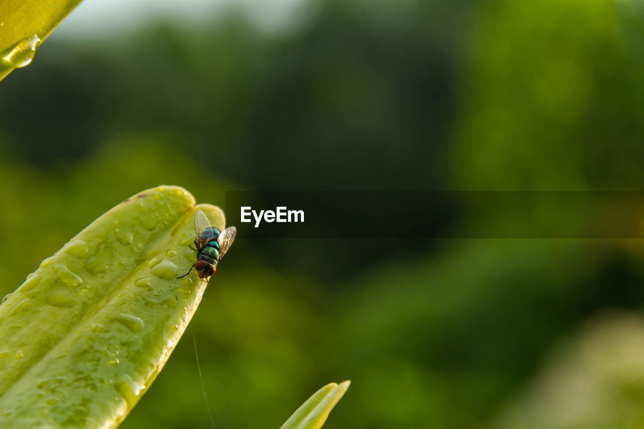 Close-up of insect on leaf