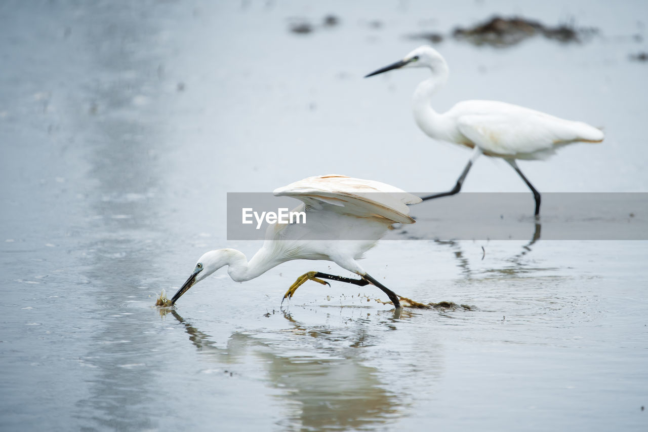 BIRDS IN LAKE