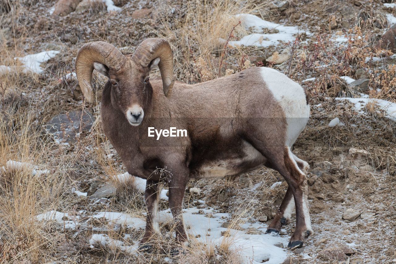 Male mountain sheep  with full curl horns in yellowstone national park
