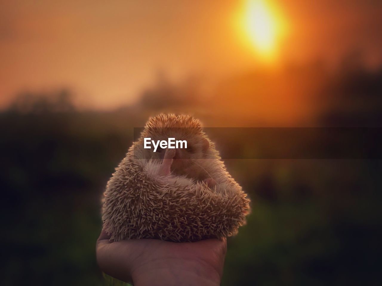 Hedgehog on woman hand with sunset scenery