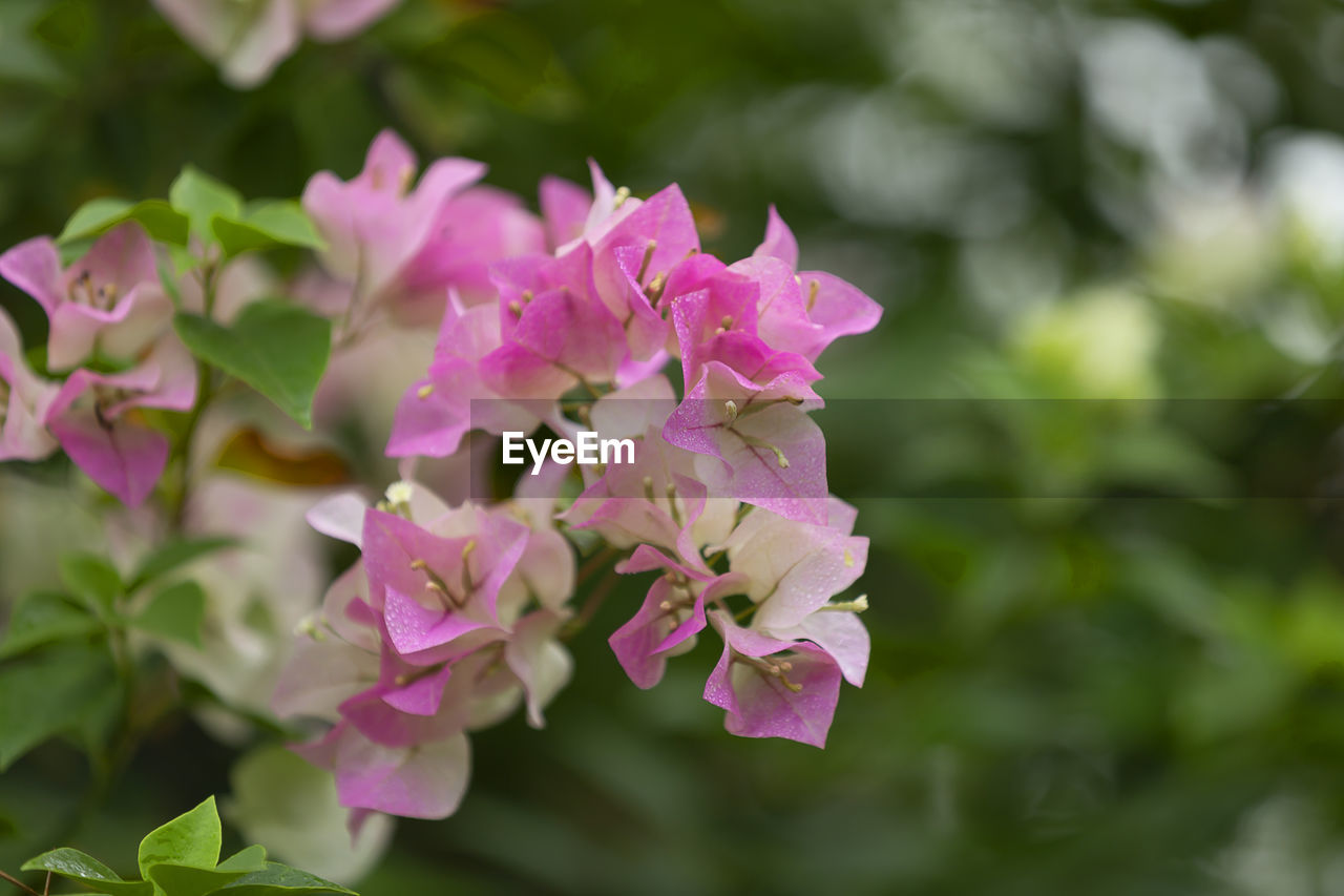 CLOSE-UP OF PURPLE FLOWERING PLANTS