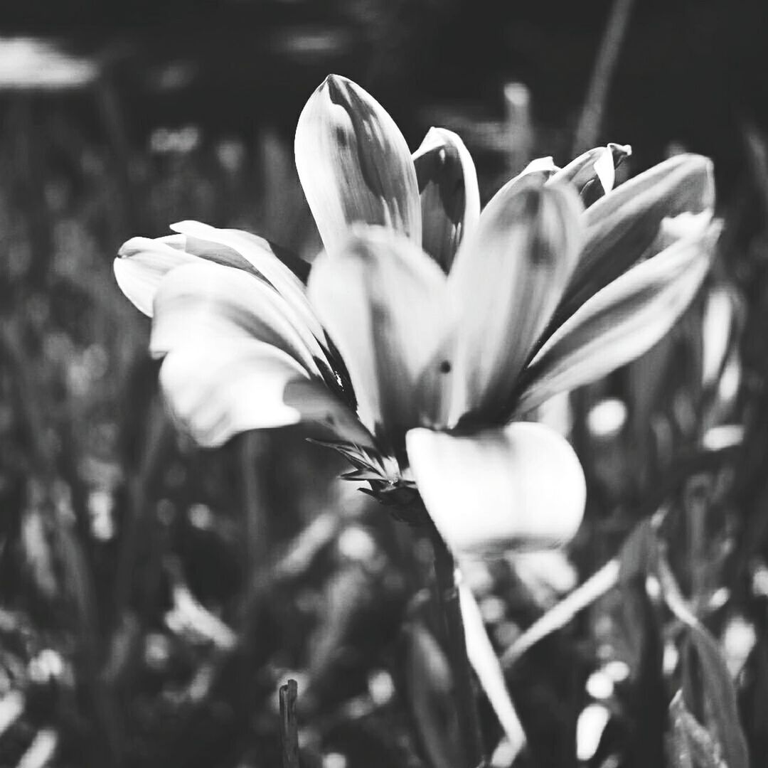 CLOSE-UP OF FLOWERS BLOOMING OUTDOORS