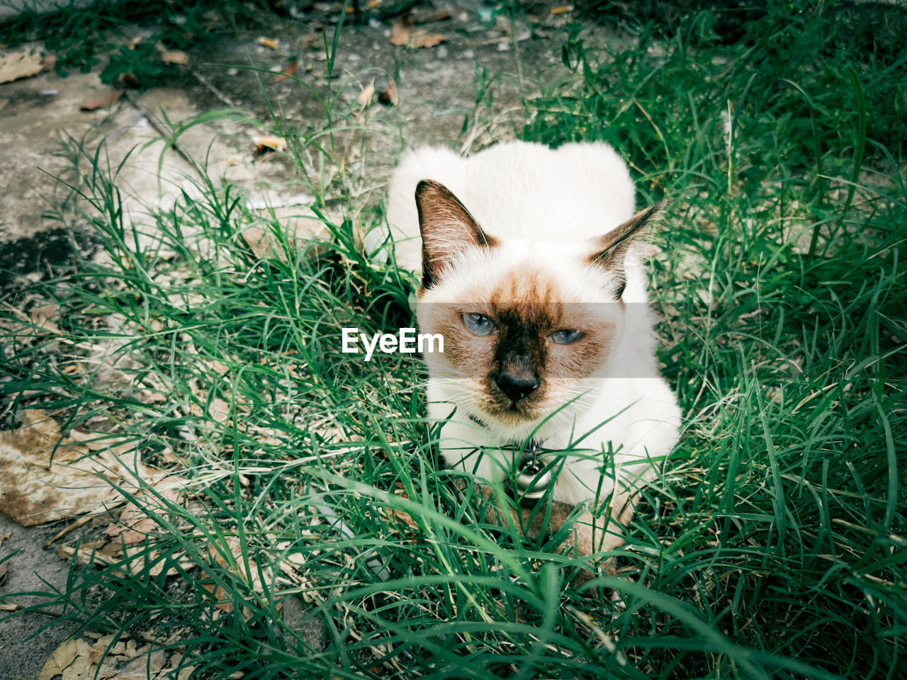 PORTRAIT OF CAT ON GRASS