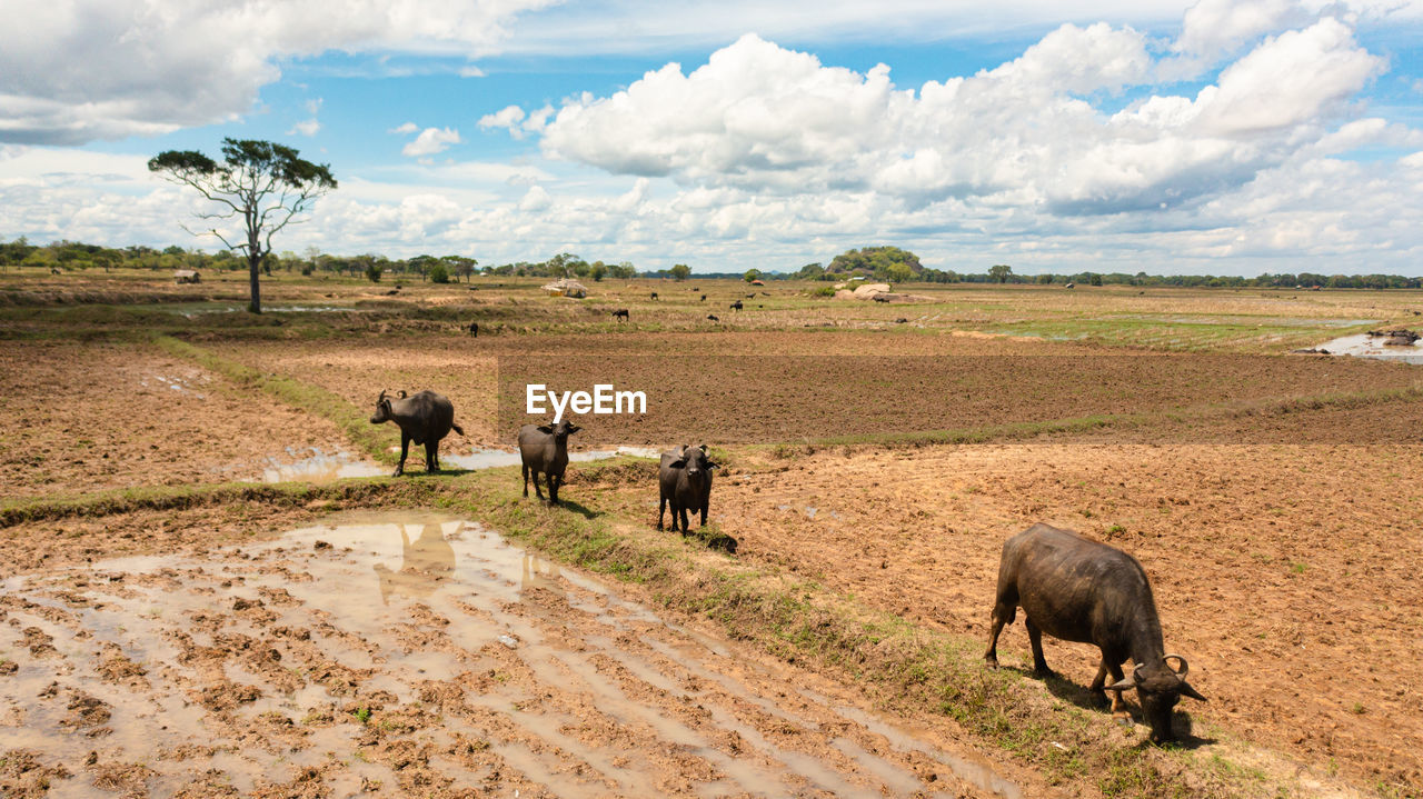 Buffaloes on farmland in rural areas in sri lanka. sri lanka.