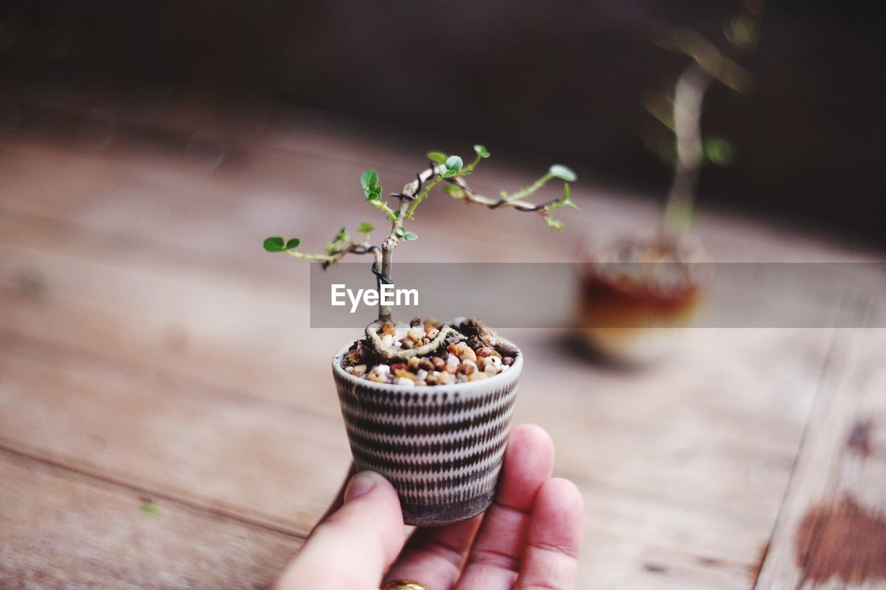 Close-up of human hand holding small potted plant on table