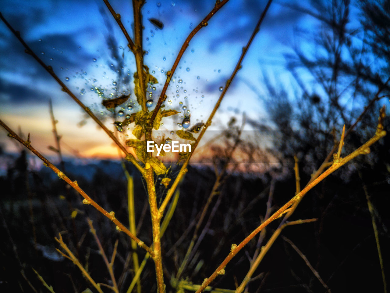 CLOSE-UP OF WET GRASS AGAINST SUNSET SKY