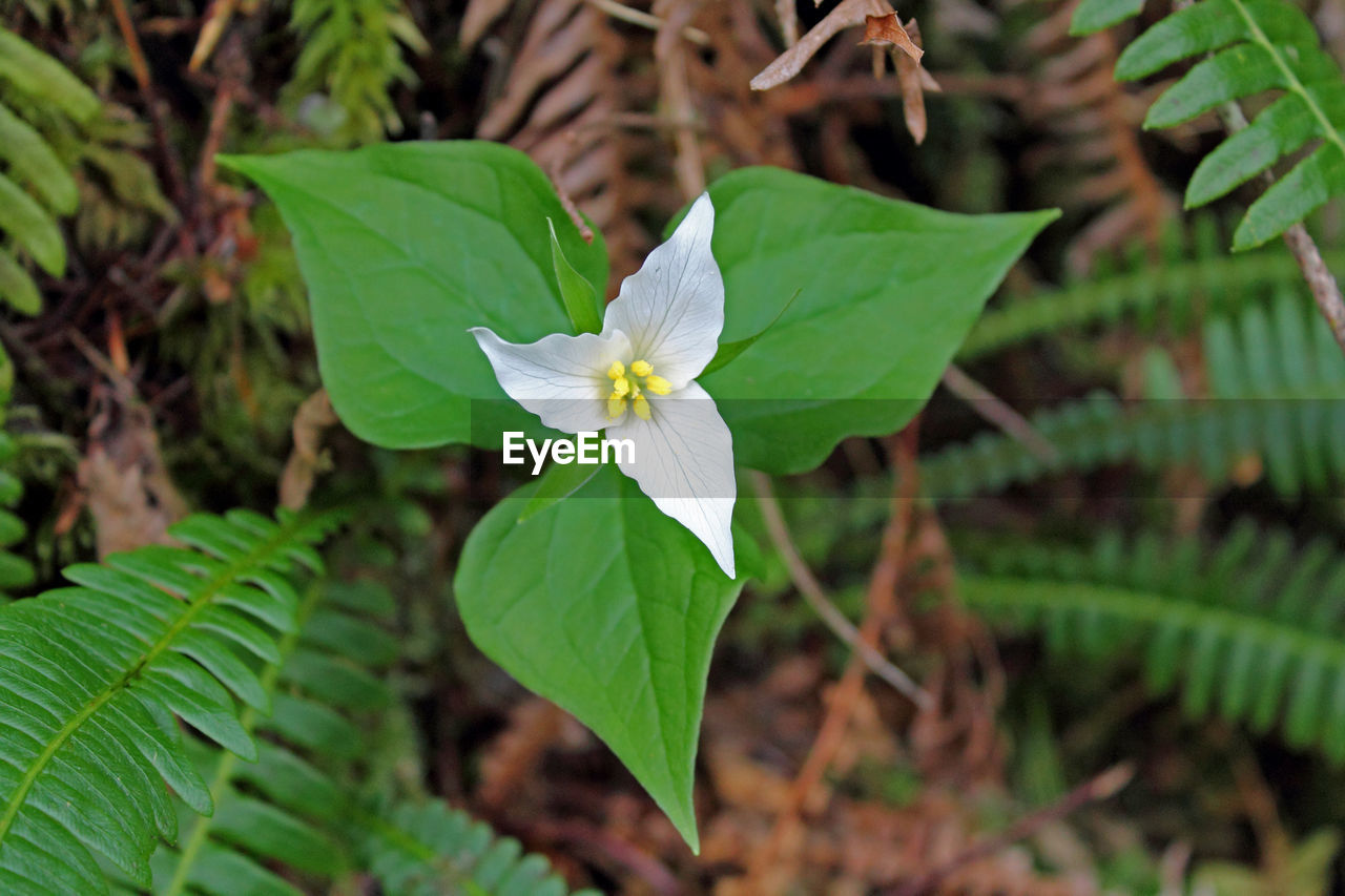 Close-up of white flowers blooming in garden