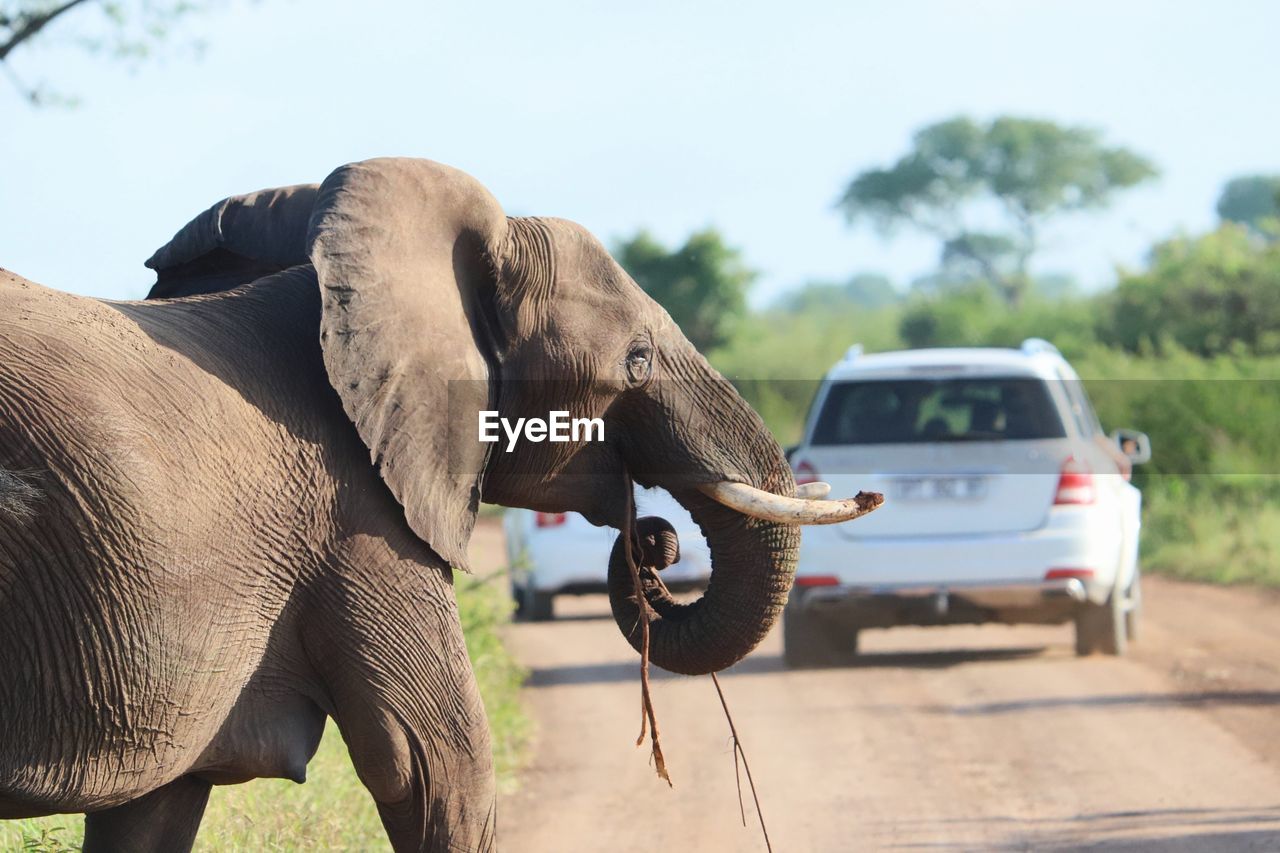 Elephant on road