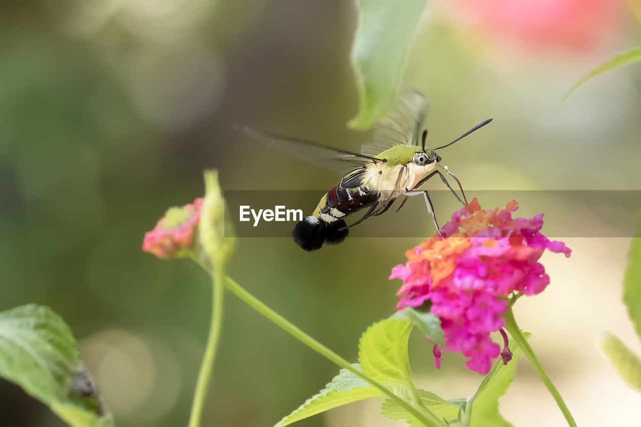 Close-up of butterfly hummingbird hawk-moth pollinating on flower