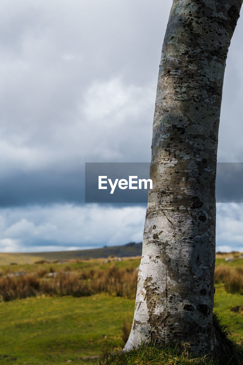 cloud, sky, plant, nature, grass, environment, tree, tree trunk, trunk, landscape, land, no people, scenics - nature, rock, beauty in nature, day, outdoors, non-urban scene, tranquility, field, overcast, rural area, tranquil scene, hill, travel destinations, monolith, dramatic sky