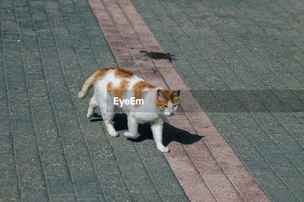 HIGH ANGLE VIEW OF CAT WALKING ON FOOTPATH IN CITY