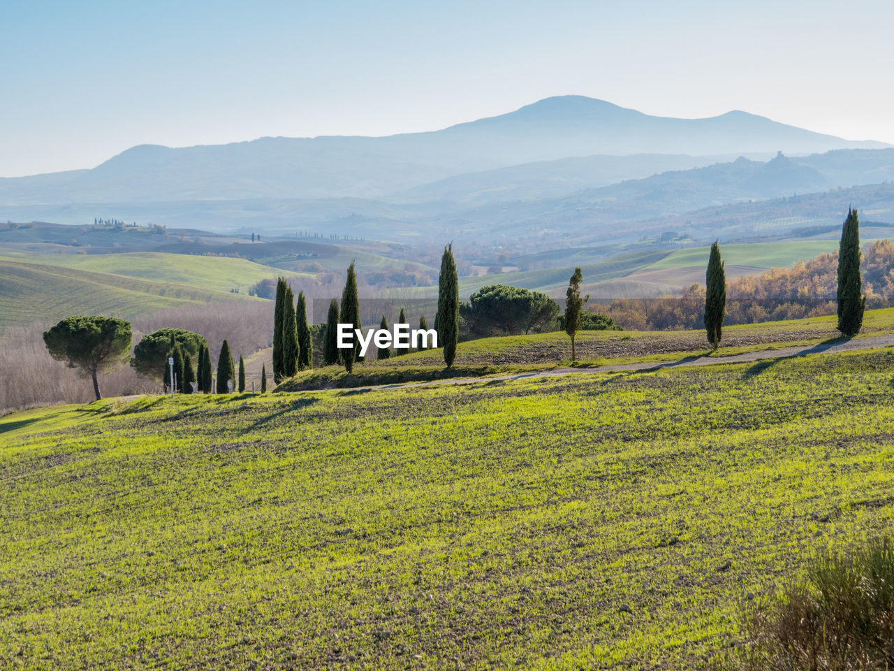 SCENIC VIEW OF VINEYARD AGAINST SKY