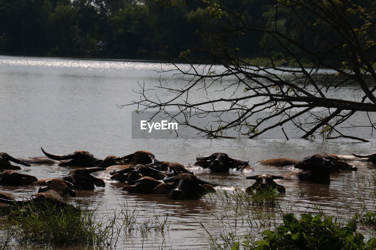 BIRDS SWIMMING IN LAKE