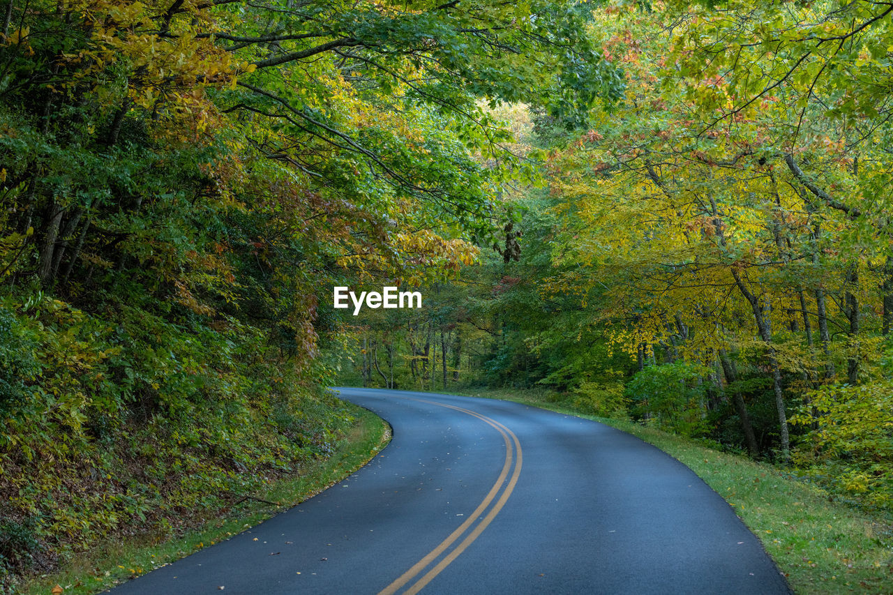 road, plant, tree, transportation, the way forward, leaf, autumn, green, forest, nature, beauty in nature, no people, tranquility, land, growth, day, empty road, woodland, curve, tranquil scene, country road, lane, scenics - nature, symbol, outdoors, non-urban scene, diminishing perspective, sign, asphalt, infrastructure, natural environment, sunlight, road marking, marking, landscape, yellow, lush foliage, foliage, environment, morning, idyllic, road surface, double yellow line, trail