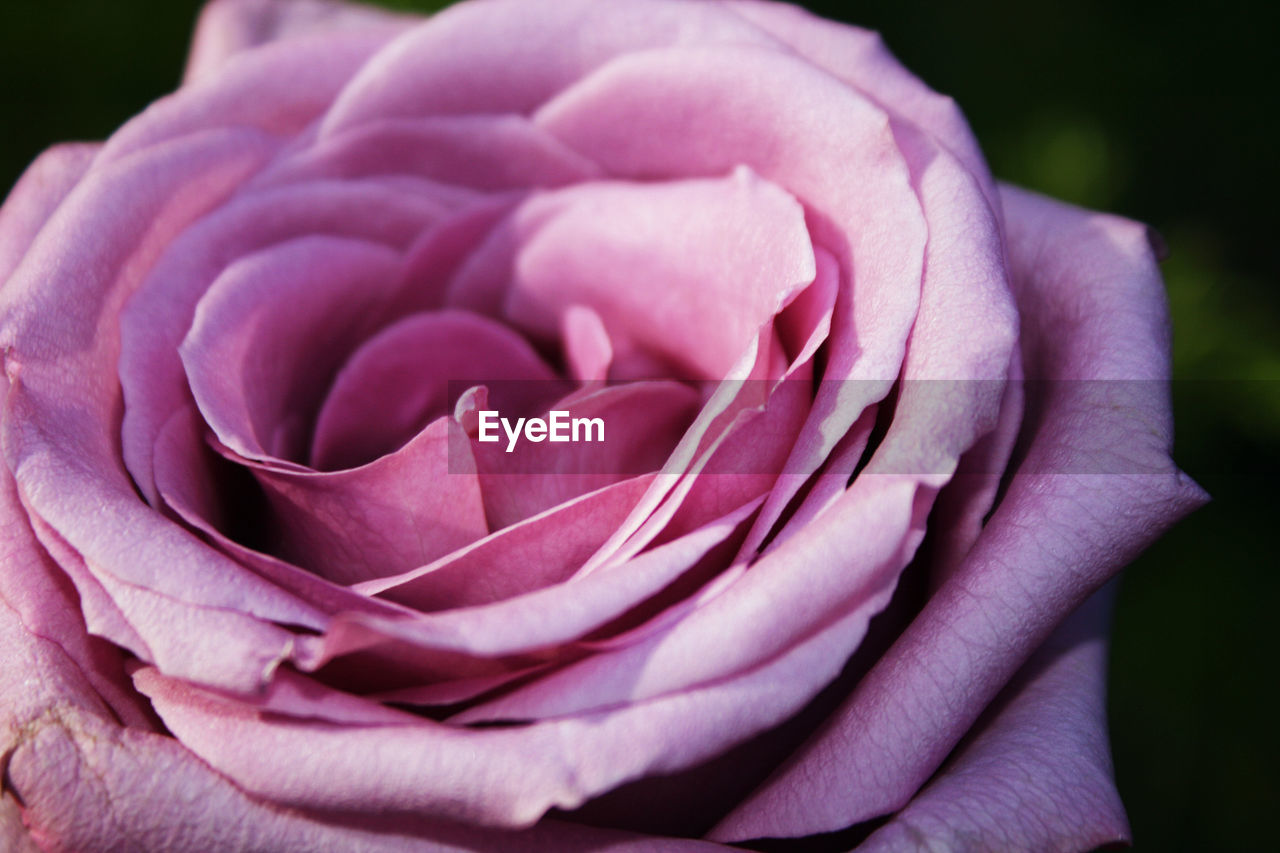 Close-up of pink rose