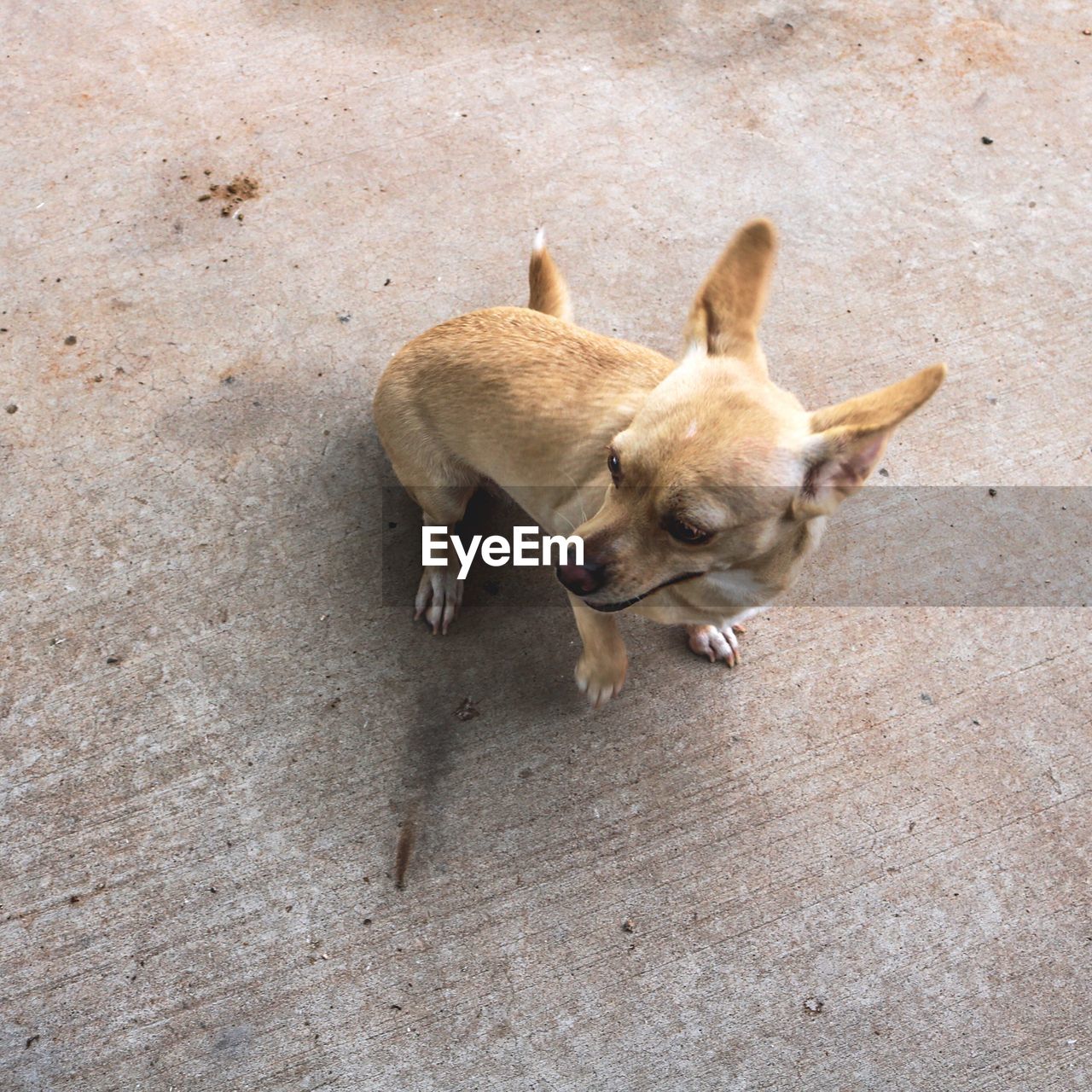 High angle view of dogs on floor