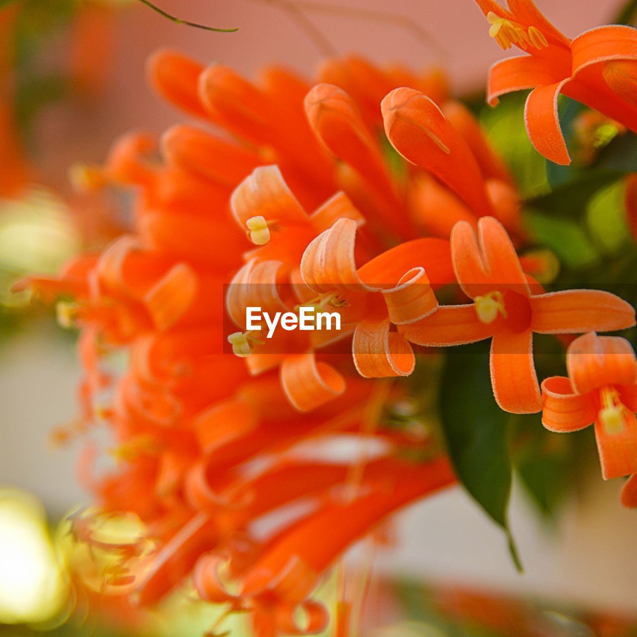 CLOSE-UP OF ORANGE FLOWERS BLOOMING