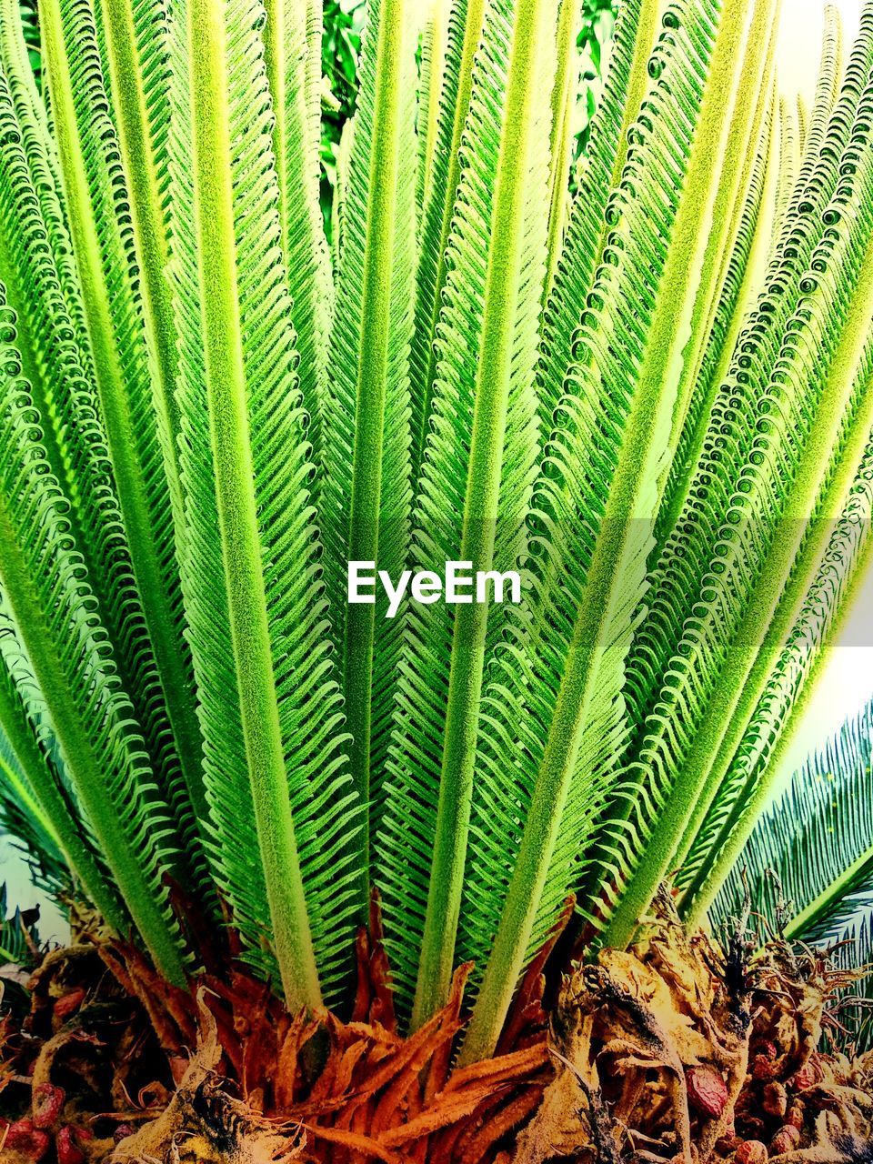 FULL FRAME SHOT OF PALM TREE