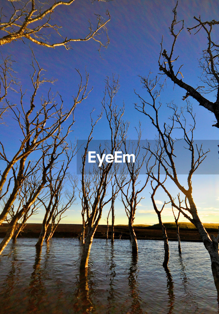 Low angle view of bare trees in pond against clear sky