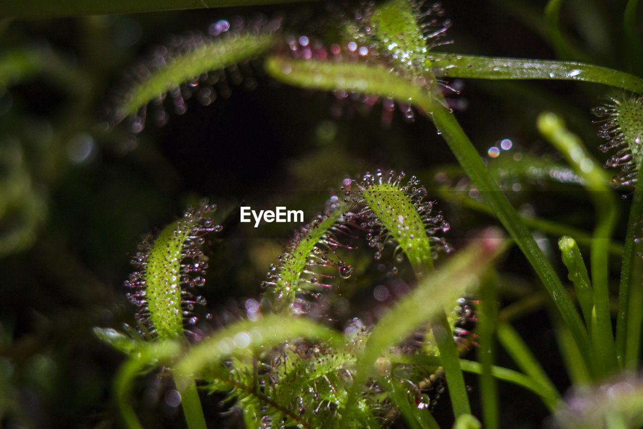 Close-up of dew drops on sundew plants growing outdoors