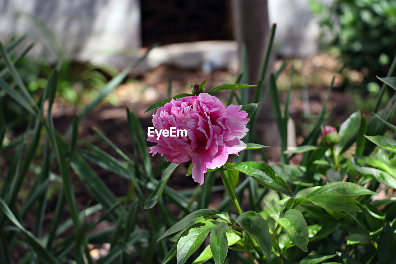 CLOSE-UP OF PINK FLOWER