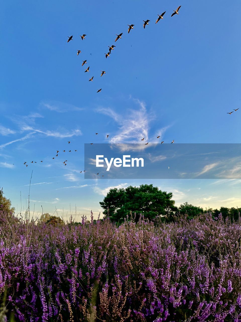 sky, plant, flower, nature, flowering plant, beauty in nature, purple, flying, landscape, meadow, animal, environment, land, field, animal themes, animal wildlife, prairie, cloud, no people, wildlife, blue, scenics - nature, growth, bird, grass, tranquil scene, tranquility, group of animals, large group of animals, grassland, freshness, flock of birds, abundance, rural scene, outdoors, fragility, agriculture, horizon, idyllic, day, lavender
