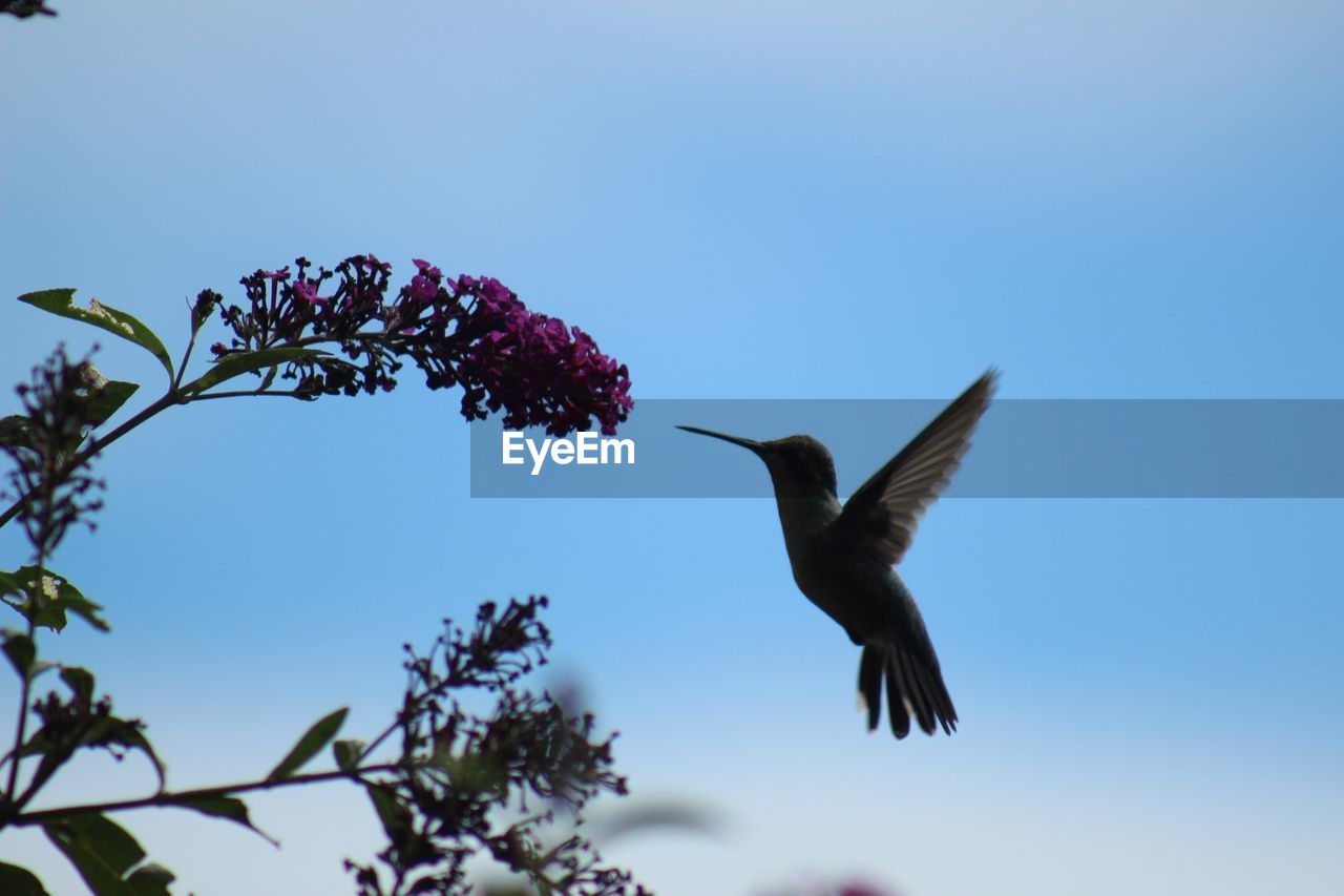 LOW ANGLE VIEW OF BIRDS FLYING AGAINST SKY