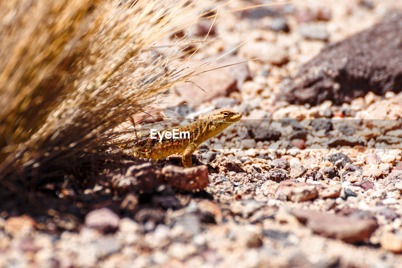 CLOSE-UP OF LIZARD ON ROCK IN FIELD