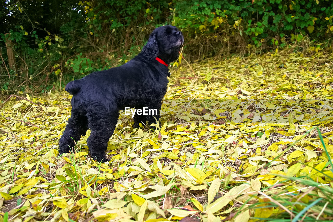 DOG ON FIELD