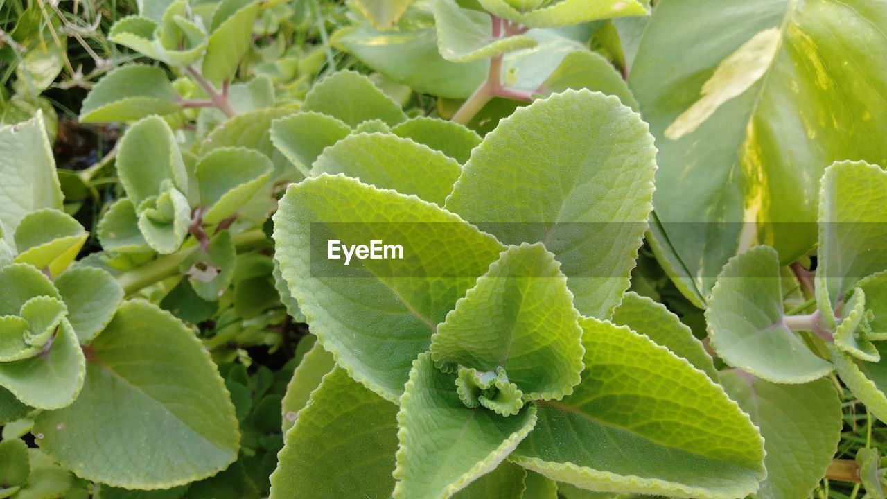 Indian borage/mexican mint plant