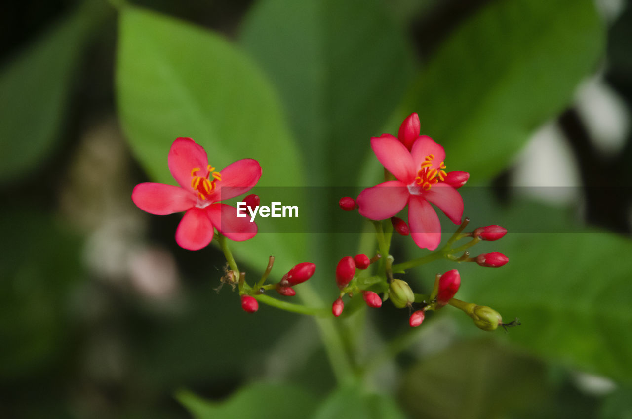 CLOSE-UP OF PINK FLOWER PLANT