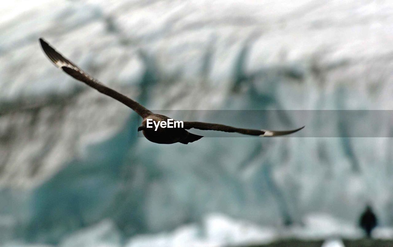 Low angle view of bird flying outdoors