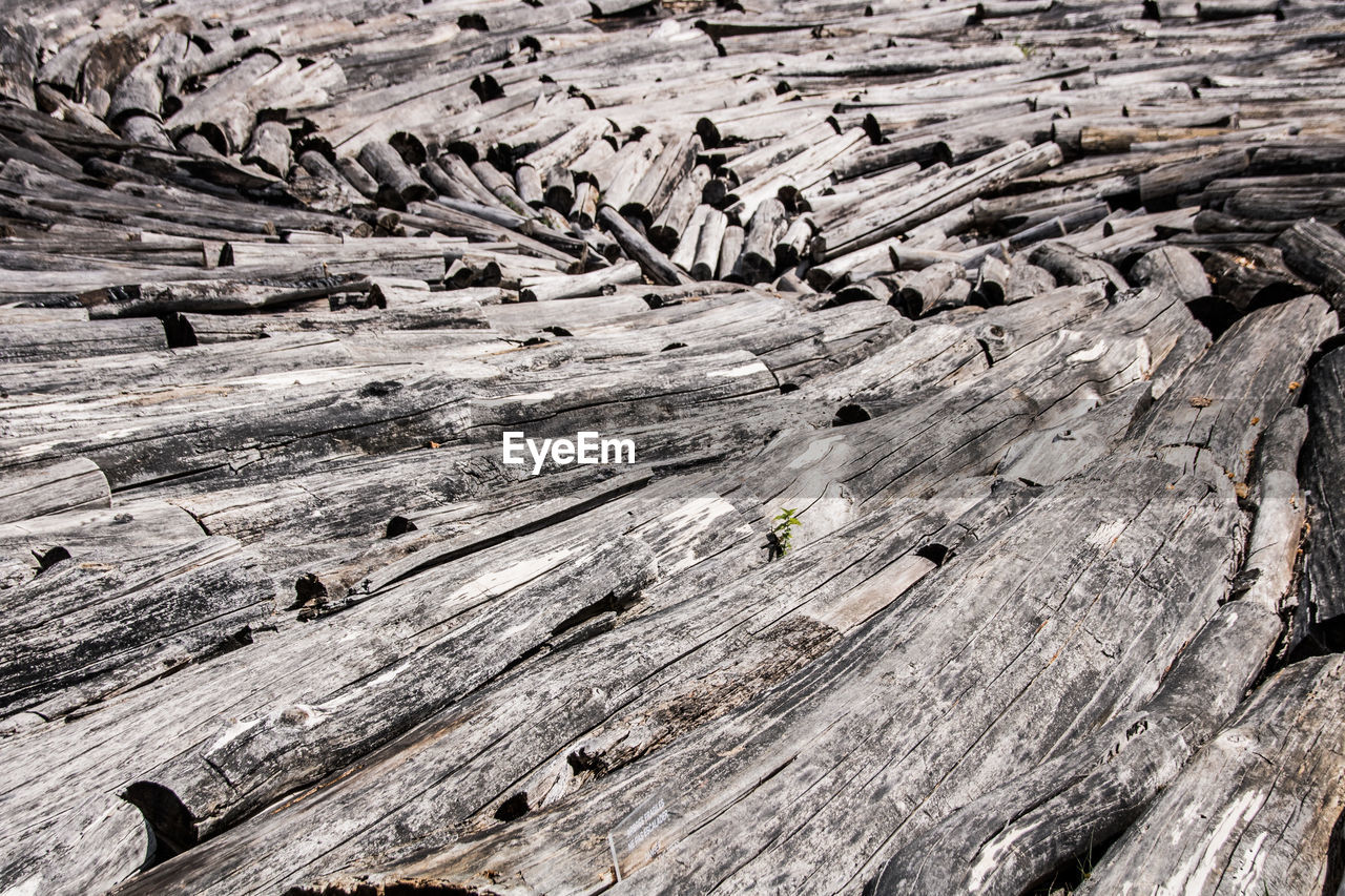 Full frame shot of tree trunks