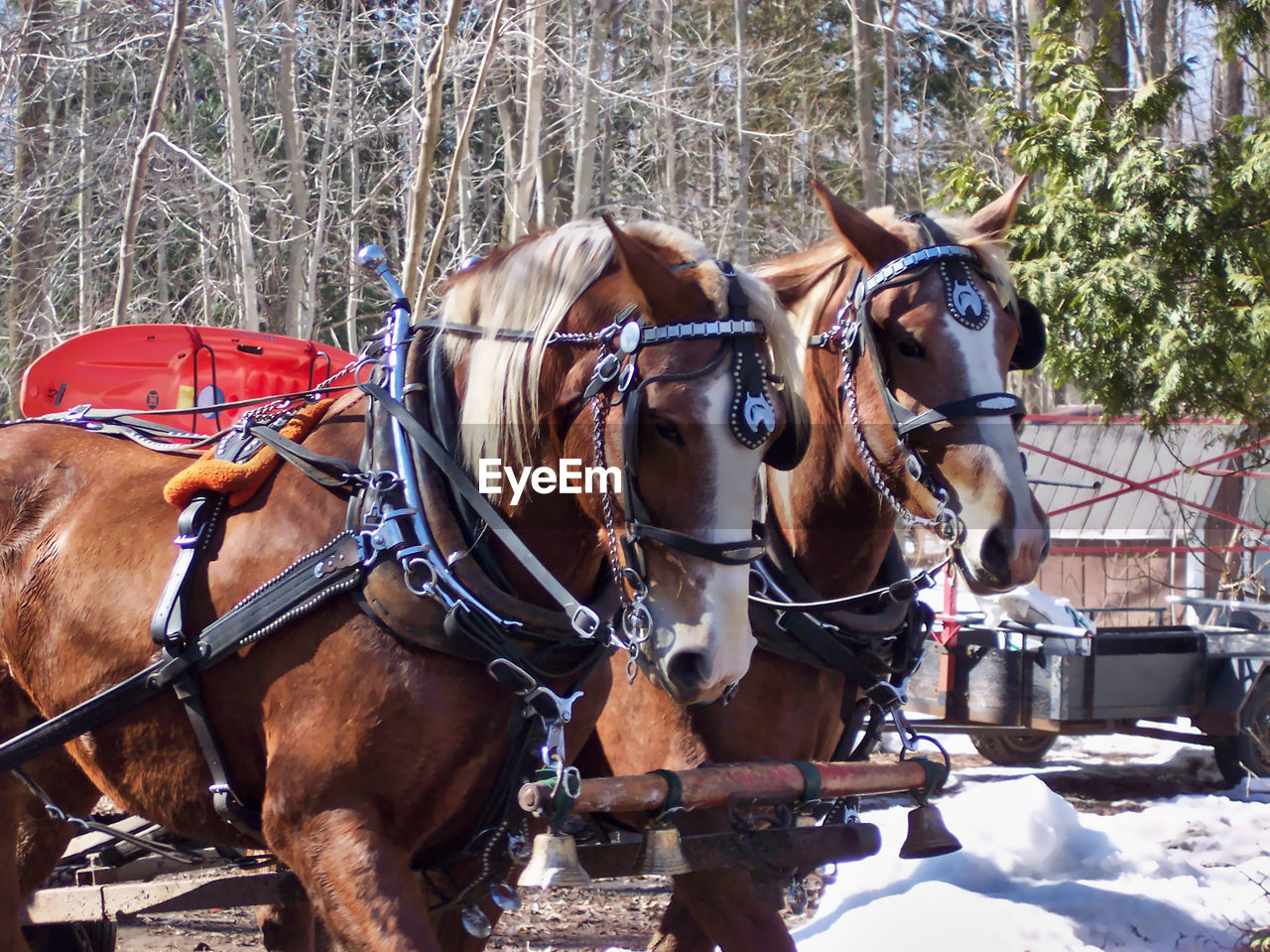 HORSE CART