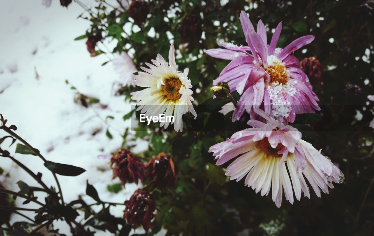 CLOSE-UP OF FLOWERS