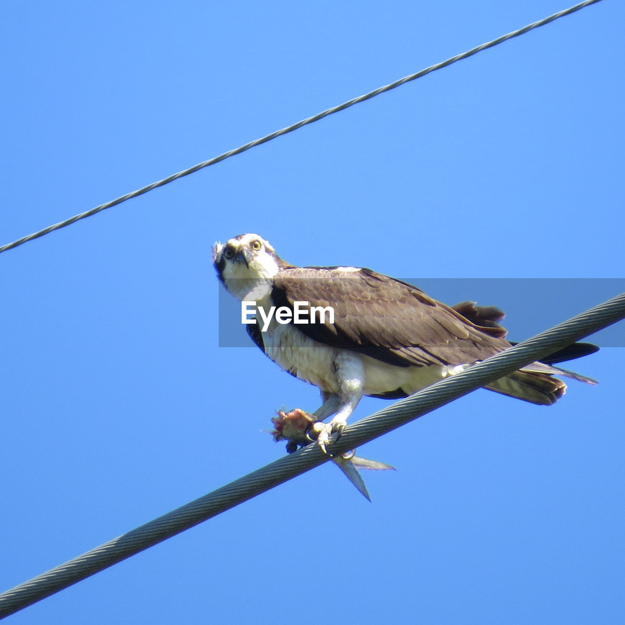 LOW ANGLE VIEW OF OWL PERCHING ON CABLE