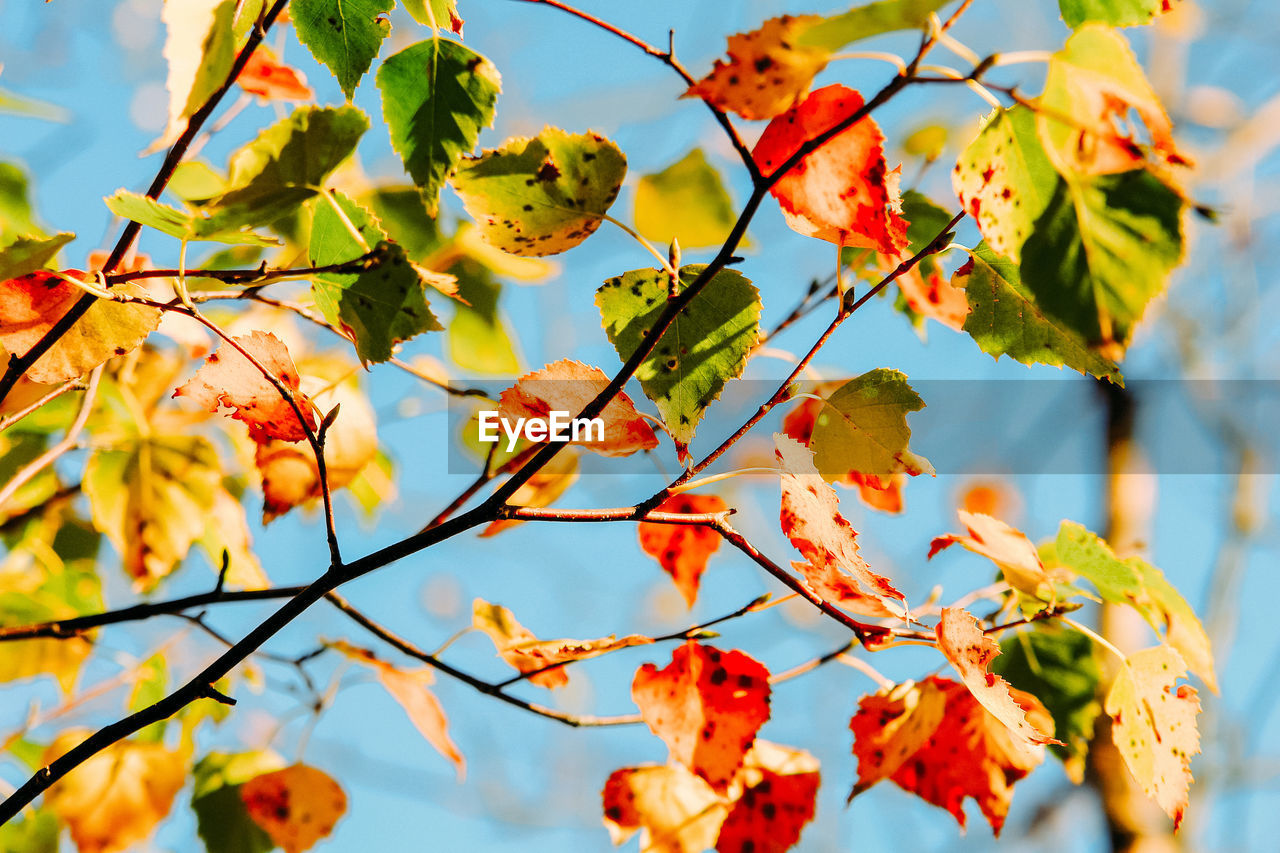 Low angle view of orange leaves on tree against sky