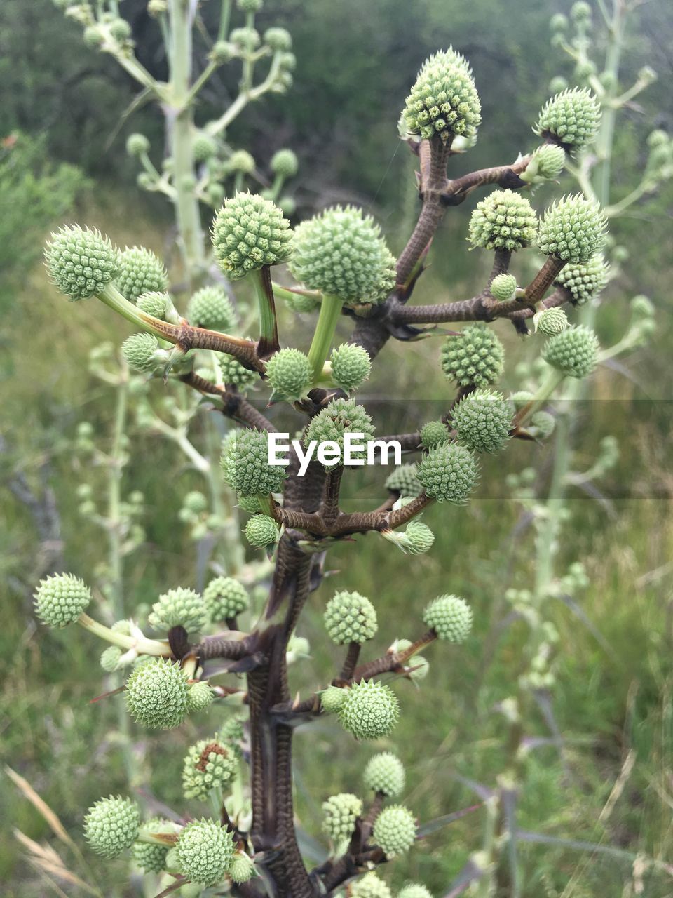 CLOSE-UP OF PLANT