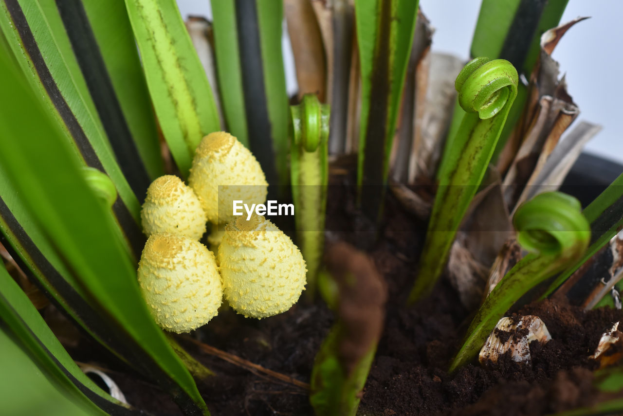 plant, flower, food, food and drink, green, growth, nature, healthy eating, tree, freshness, close-up, no people, agriculture, vegetable, leaf, plant part, macro photography, produce, fruit, beauty in nature, outdoors, day, yellow, land, wellbeing, crop, environment, organic, tropical climate