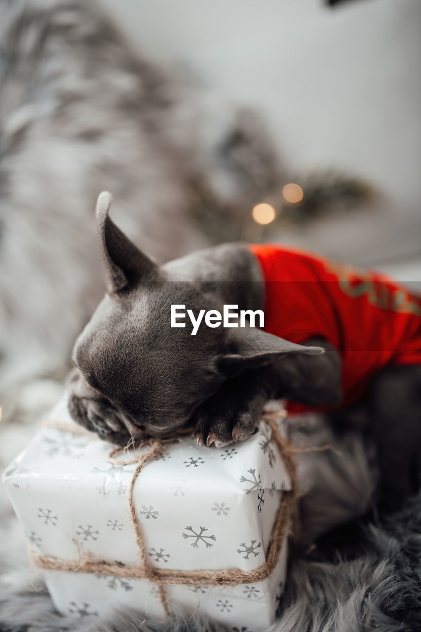 close-up of dog sleeping on bed