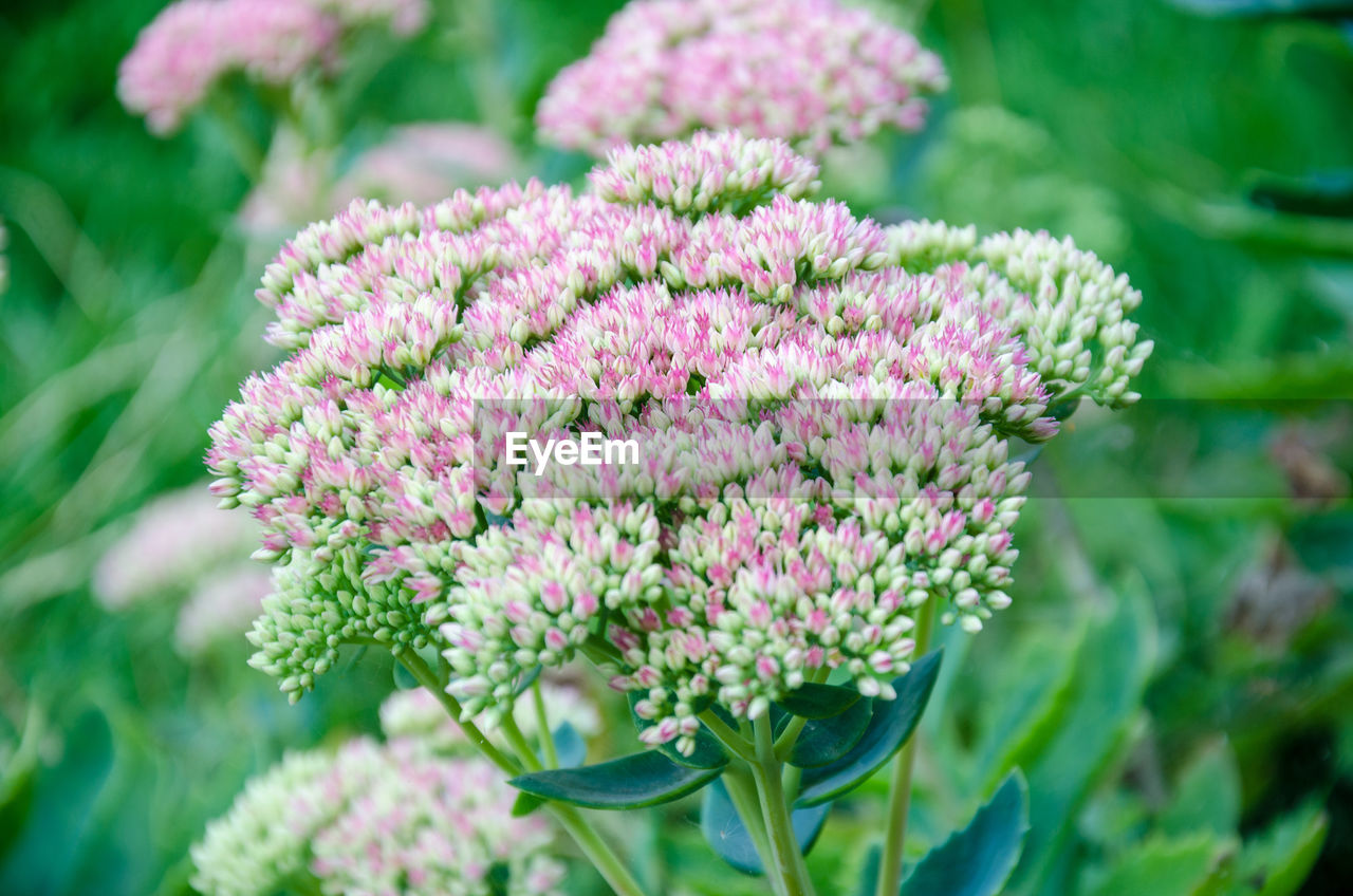 Close-up of pink flowering plant