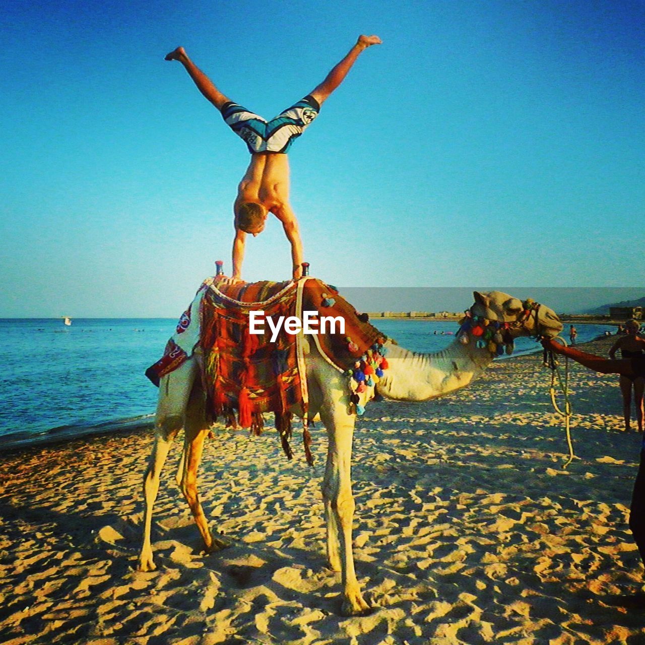 Shirtless man doing handstand on camel at beach against clear sky during sunset