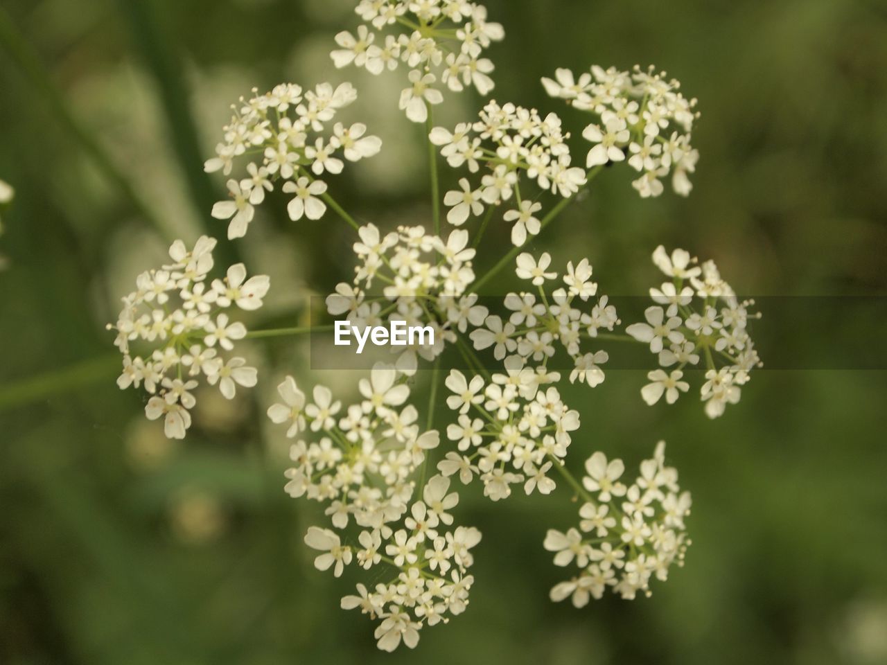 Close-up of white flowering plant in park