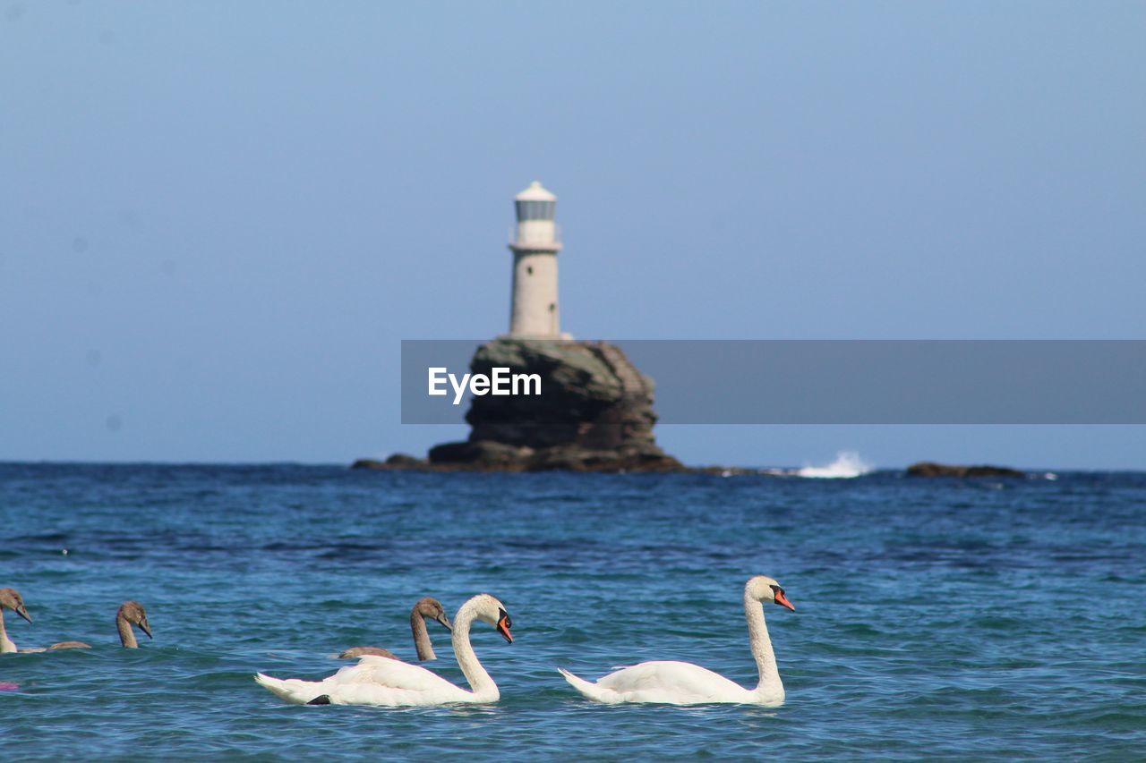 VIEW OF BIRDS BY LIGHTHOUSE