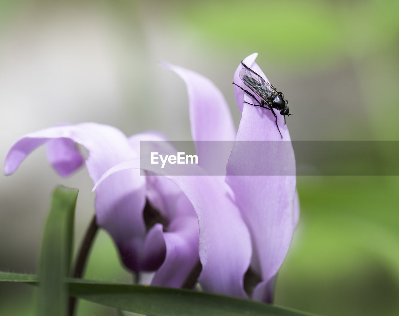 Purple flower